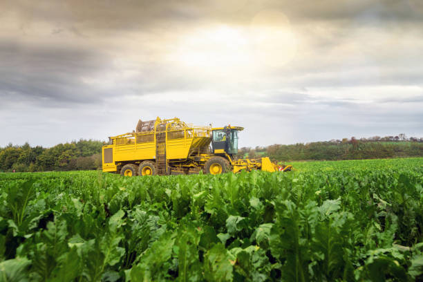 macchina agricola per la raccolta delle barbabietole - beet sugar tractor field foto e immagini stock