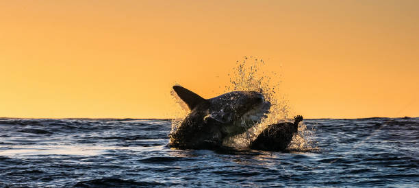 istock Silhouette of the jumping Great White Shark. 1143469559