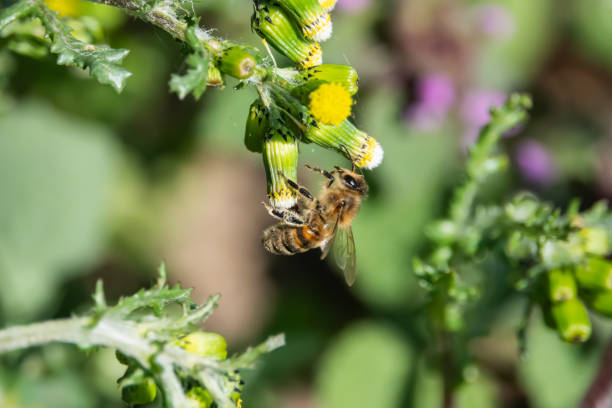 istock Honeybee on Groundsel Flower in Springtime 1143471406