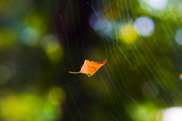 istock yellow autumn leaf caught in the web close-up 1143471712
