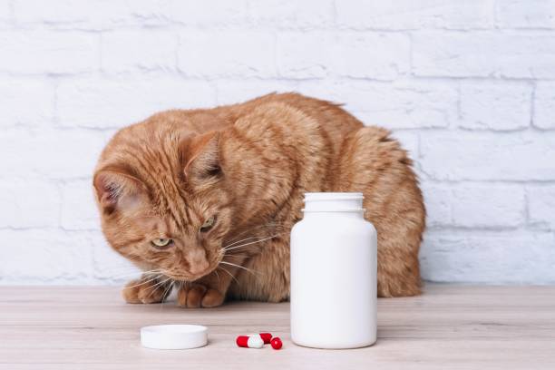 istock Red cat looking curious to medicine capsules beside a open pill bottle. 1143472504