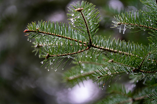 pine branches after rain in the forest