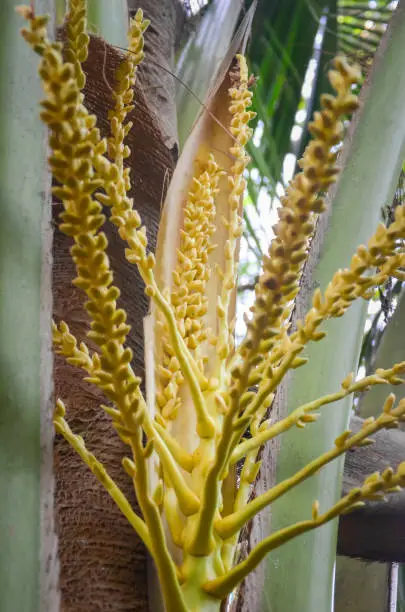 Photo of Coconut flower on tree