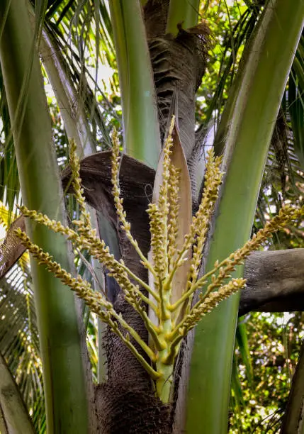 Photo of Coconut flower on tree