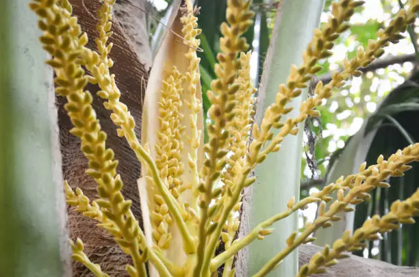 Photo of Coconut flower on tree