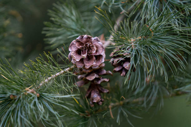 конусы на сосновой ветви в лесу - pine tree nature macro needle стоковые фото и изображения