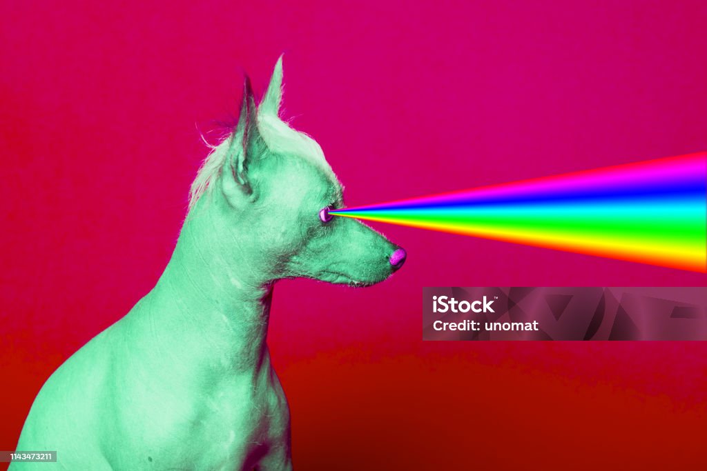 Mode-Hipster Hund mit Regenbogen-Lasern aus den Augen. - Lizenzfrei Bildhintergrund Stock-Foto
