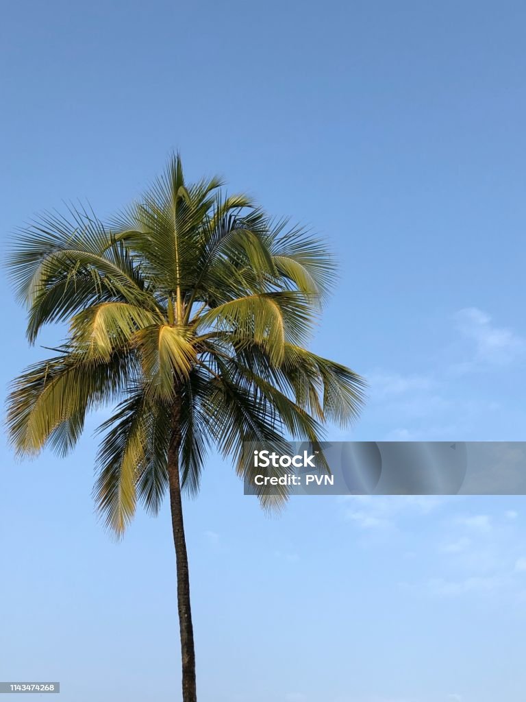 Lone palm tree Palm tree scattered clouds blue sky Beach Stock Photo