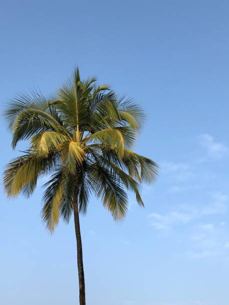 Lone palm tree stock photo