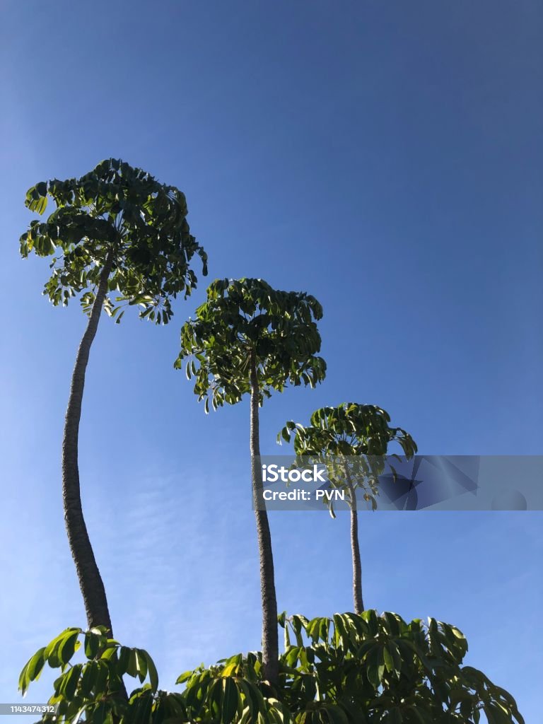 Trio of trees trees against clear blue sky Australia Stock Photo