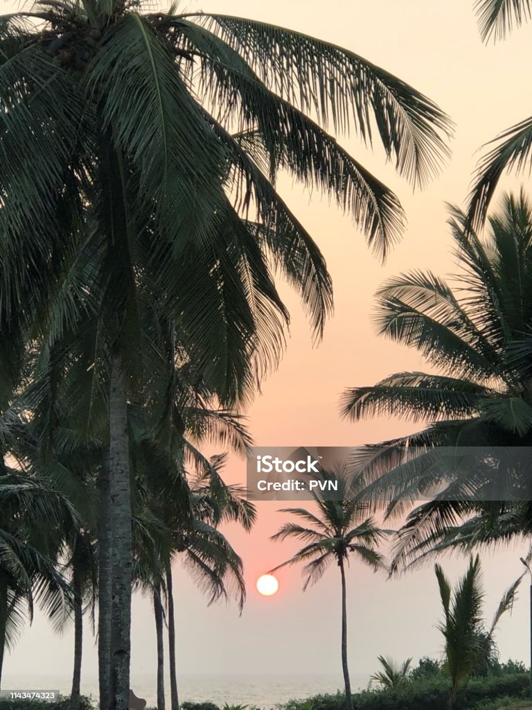 Red sun Red sun and palm trees Beach Stock Photo