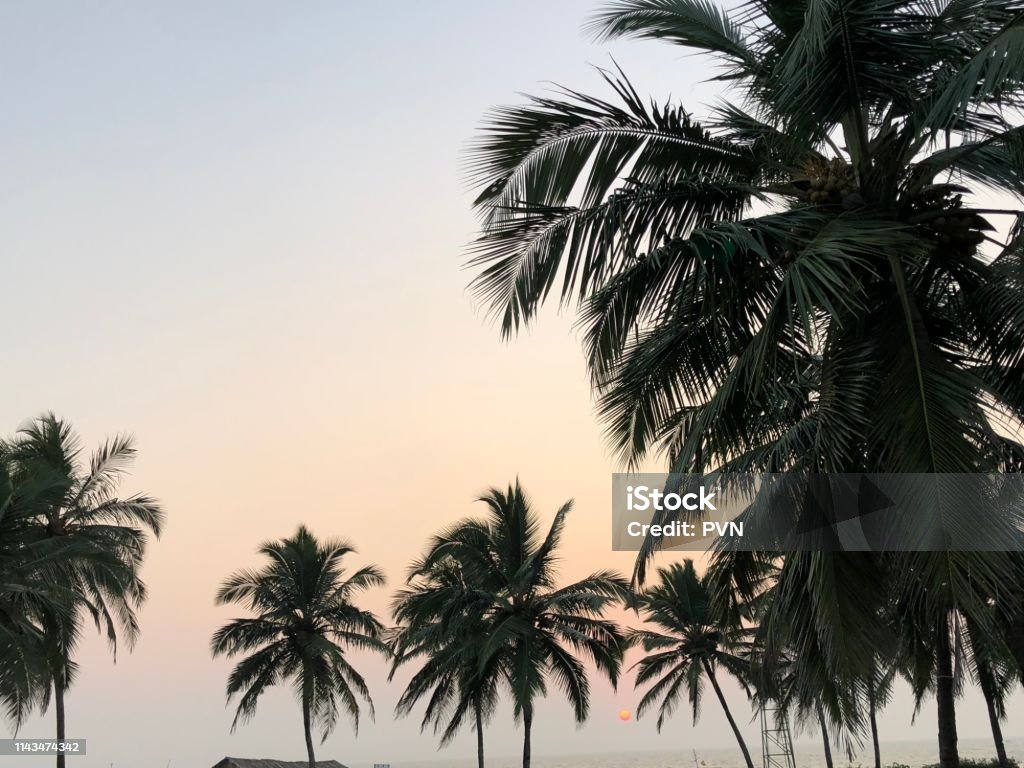 Sunset and palm trees Beautiful sunset palm trees Beach Stock Photo
