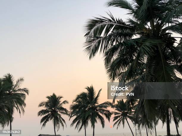 Sunset And Palm Trees Stock Photo - Download Image Now - Beach, Goa, Horizontal