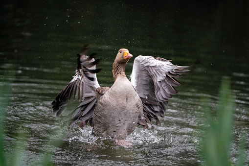 Goose swimming in the pond