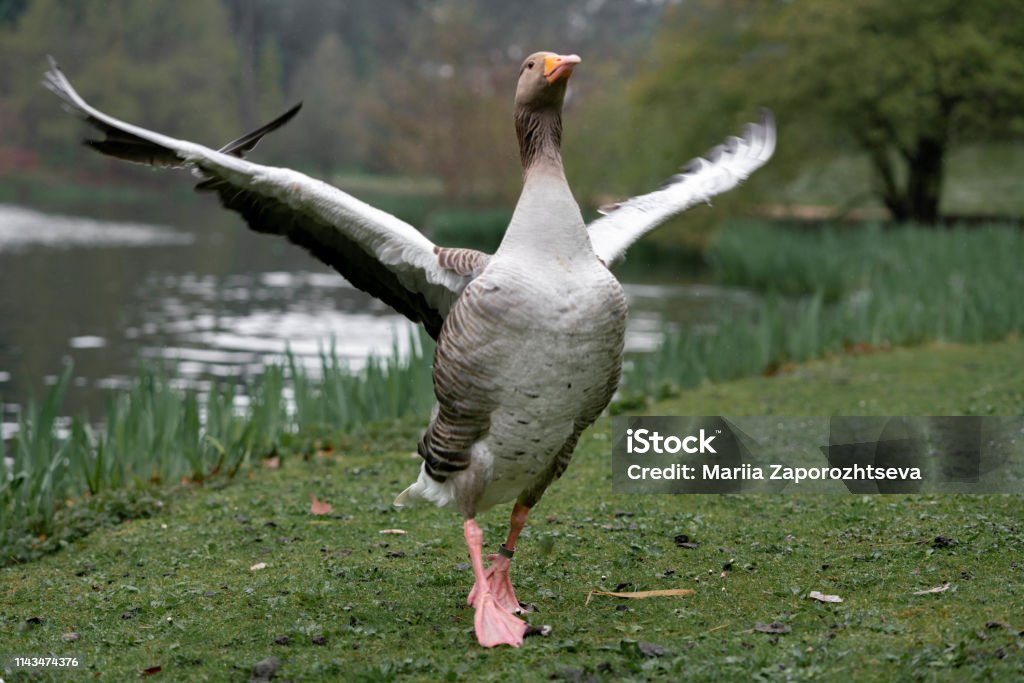 Goose Goose dries by the pond Humor Stock Photo