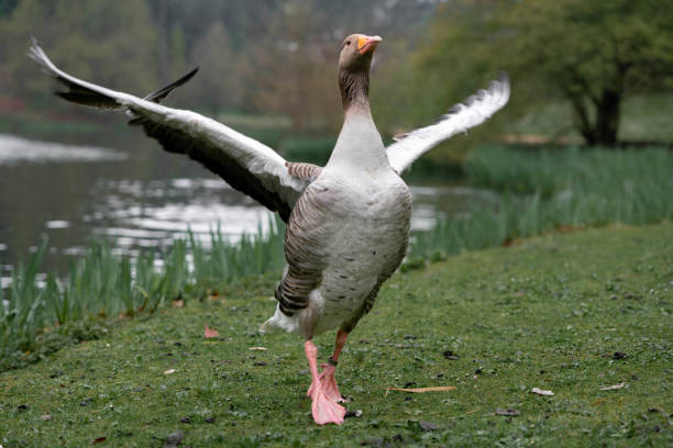 Goose Goose dries by the pond goose bird photos stock pictures, royalty-free photos & images