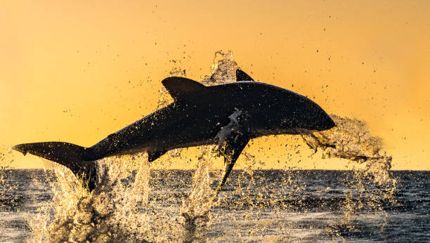 istock Silhouette of the jumping Great White Shark. 1143474976