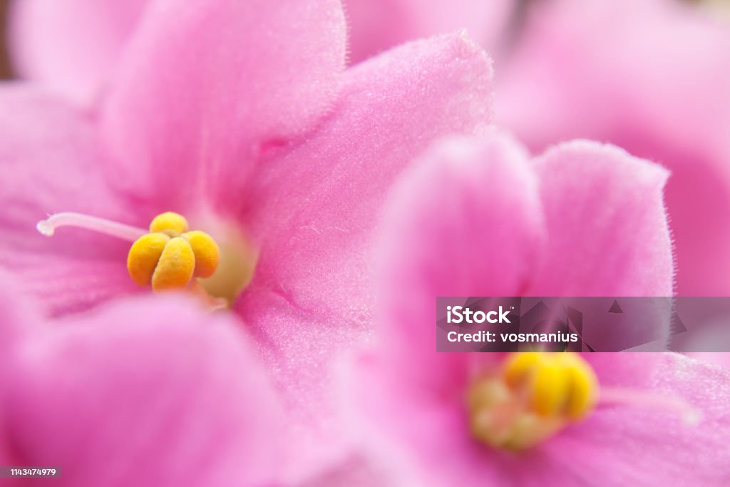 Violet Violet . Symbol of sincerity and loyalty.
very close up macro African Violet Stock Photo