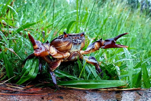 istock Crab posing in natural habitat 1143475811