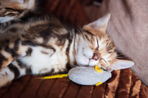 istock Cute bengal cat kitten at home 1143475929