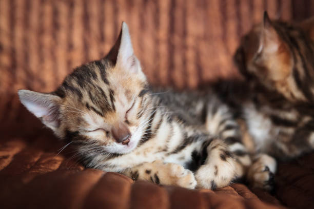 istock Cute bengal cat kitten at home 1143476022