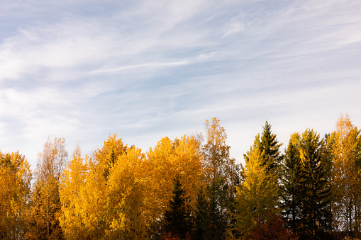 Trees in vibrant autumn colors in golden sunlight landscape