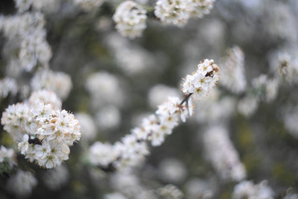 istock blooming apple tree in the garden 1143476600