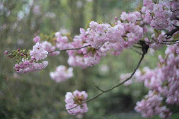 istock blooming apple tree in the garden 1143476639