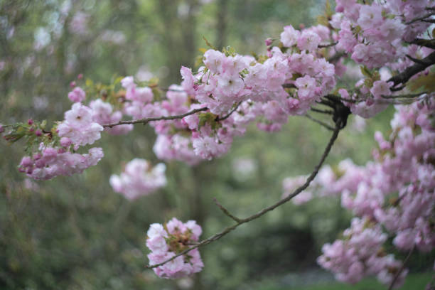 istock blooming apple tree in the garden 1143476674