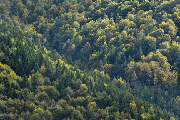 istock Pinewood forest in early Autumn 1143477703