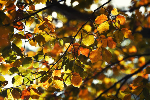 istock Autumn leaves in bright sunlight, blurred background 1143477784