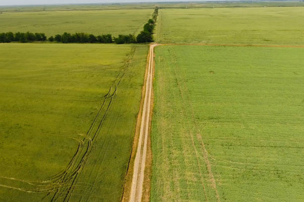 istock A dirt road between the fields of wheat and peas. 1143479171