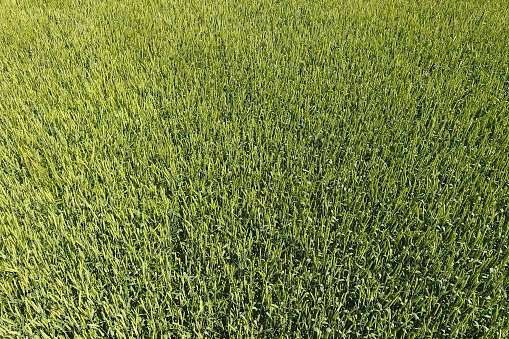 Green wheat in the field, top view with a drone. Texture of wheat green background