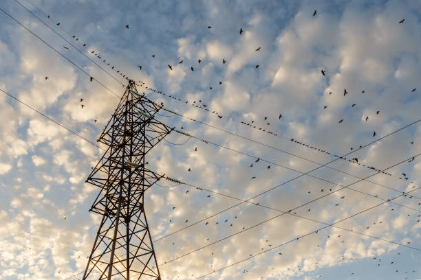 istock high voltage pylon with birds sitting on it 1143479599
