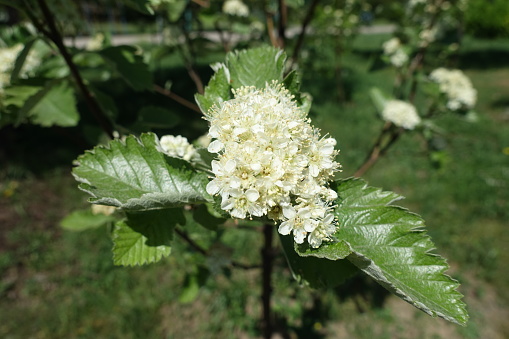 Close view of white flowers of Sorbus aria in spring