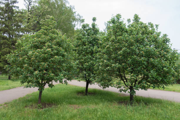 istock Three blossoming trees of Sorbus aria in spring 1143480503