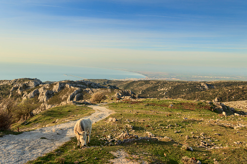 Spring rural landscape: Gargano promontory: panoramic view from Monte Sant'Angelo.