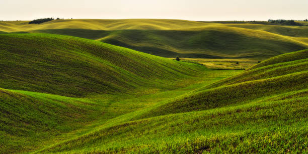 istock hilly field. picturesque spring field. agricultural field 1143482649