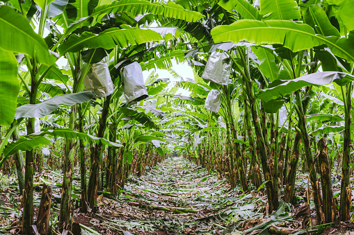 banana tree in south of Thailand