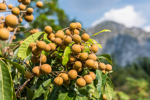 close up of longan tree in Thailand