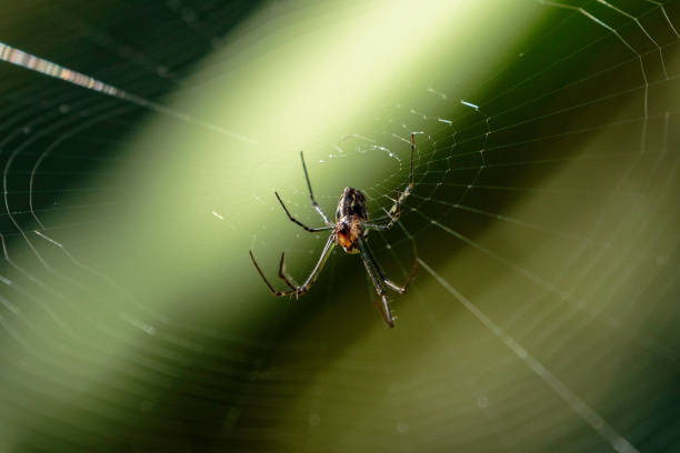 a female golden orb weaver waiting in her web - white animal eye arachnid australia imagens e fotografias de stock