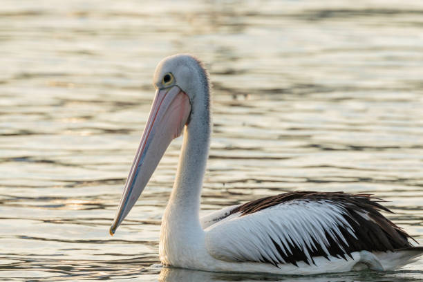 istock An Australian Pelican swimming 1143483784