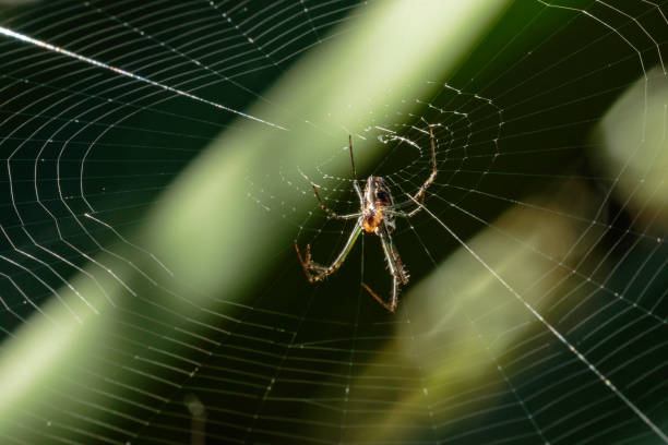 una hembra de golden orb weaver esperando en su web - white animal eye arachnid australia fotografías e imágenes de stock