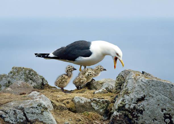 le petit goéland à dos noir hurle et trois poussins marchent près d’elle. île de mai. la rive sud du firth of forth. east lothian. ecosse.  fermez la photo. - may photos et images de collection