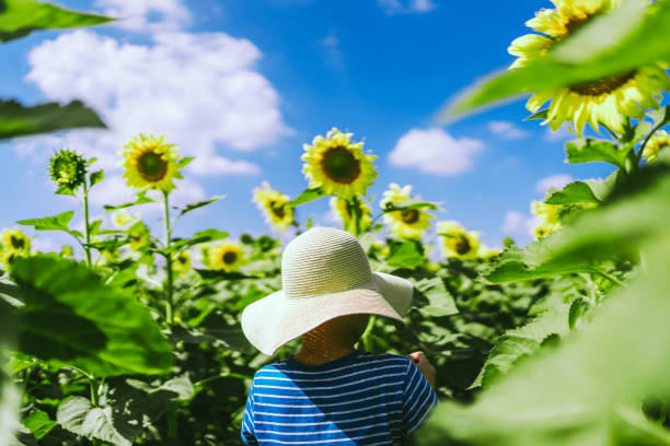 boy playing in sunflower field