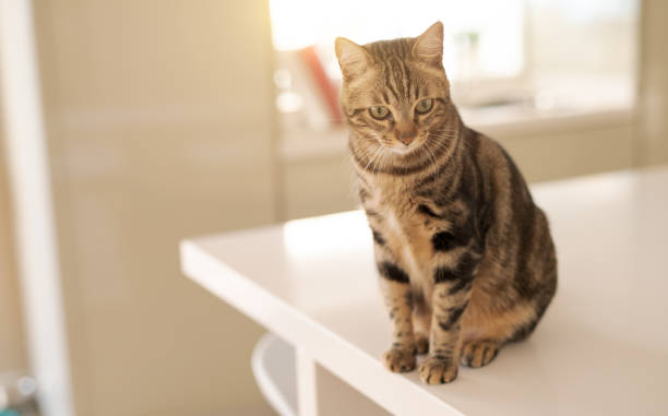 istock Beautiful short hair cat 1143489171