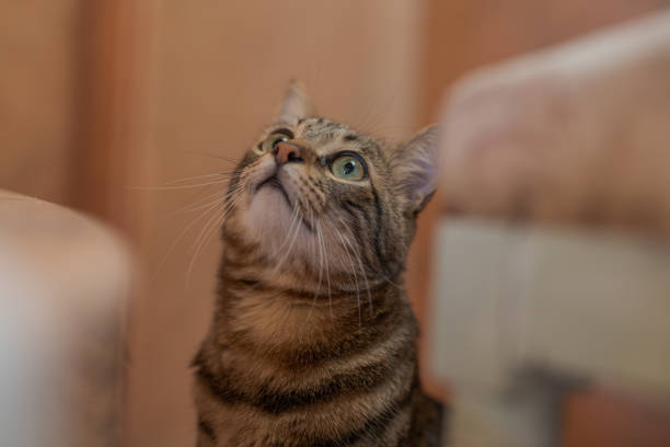 istock Beautiful short hair cat 1143489733