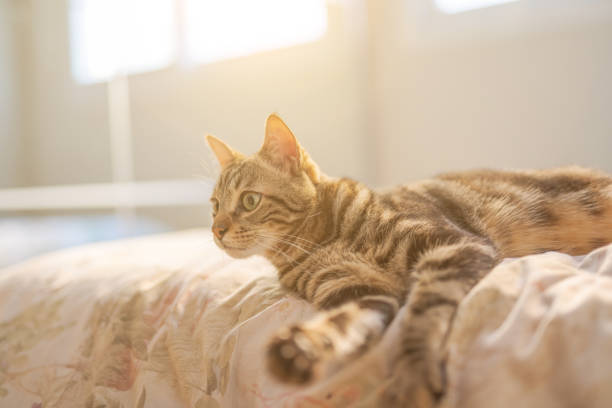 istock Beautiful short hair cat 1143489762