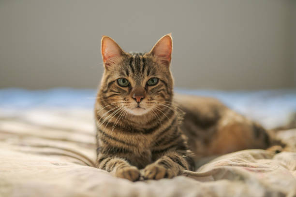 Beautiful short hair cat Beautiful short hair cat lying on the bed at home tabby cat stock pictures, royalty-free photos & images