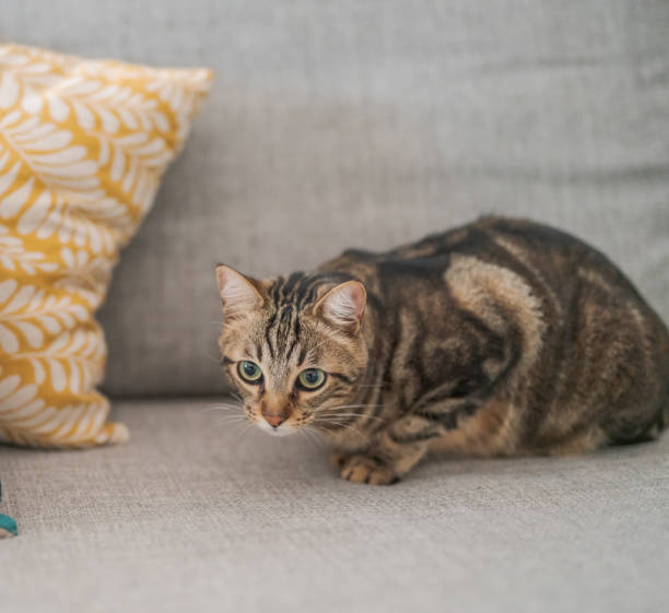 istock Beautiful short hair cat 1143489775